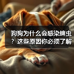 狗狗为什么会感染蜱虫？这些原因你必须了解（图4）