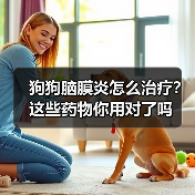 狗狗脑膜炎怎么治疗？这些药物你用对了吗（图3）