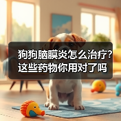 狗狗脑膜炎怎么治疗？这些药物你用对了吗（图2）