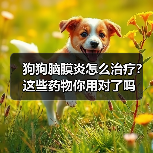 狗狗脑膜炎怎么治疗？这些药物你用对了吗（图4）