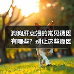 狗狗肝衰竭的常见诱因有哪些？别让这些原因毁掉宠物健康（图3）