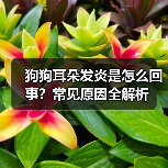 狗狗耳朵发炎是怎么回事？常见原因全解析（图3）