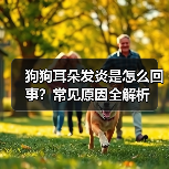 狗狗耳朵发炎是怎么回事？常见原因全解析（图2）