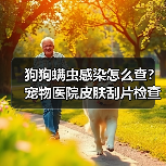 狗狗螨虫感染怎么查？宠物医院皮肤刮片检查指南（图2）