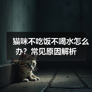 猫咪不吃饭不喝水怎么办？常见原因解析（图4）