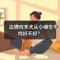 边境牧羊犬从小喂生牛肉好不好？（图1）