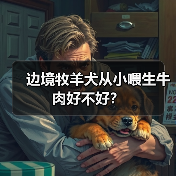 边境牧羊犬从小喂生牛肉好不好？（图2）