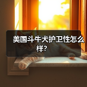 美国斗牛犬护卫性怎么样？（图3）