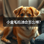 小金毛吃油会怎么样？（图3）